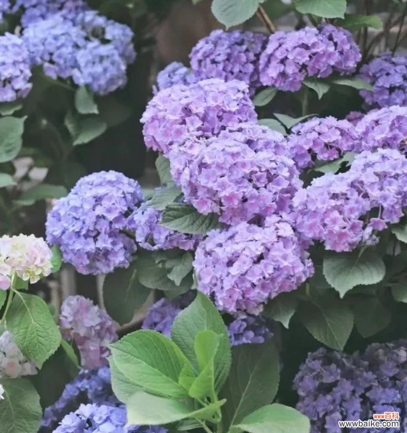 传递爱意的美丽花朵 绣球花的花语