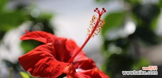探究扶桑花的内涵与象征意义 解读扶桑花的花语与含义