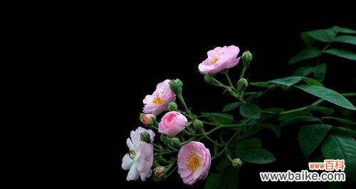 探究野蔷薇在文化传统中的重要地位 野蔷薇的花语及代表意义