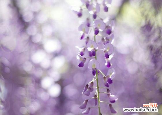 探寻紫藤萝的神秘命运 紫藤萝的命运