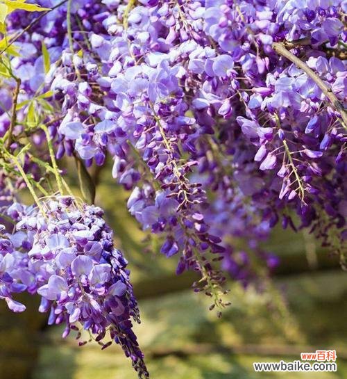 探寻紫藤萝的神秘命运 紫藤萝的命运