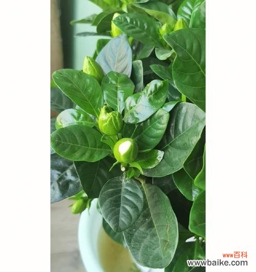 一朵不凋谢的枯花 栀子花养不活的寓意与启示