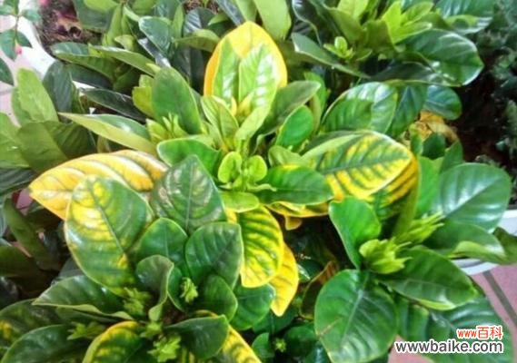 一朵不凋谢的枯花 栀子花养不活的寓意与启示