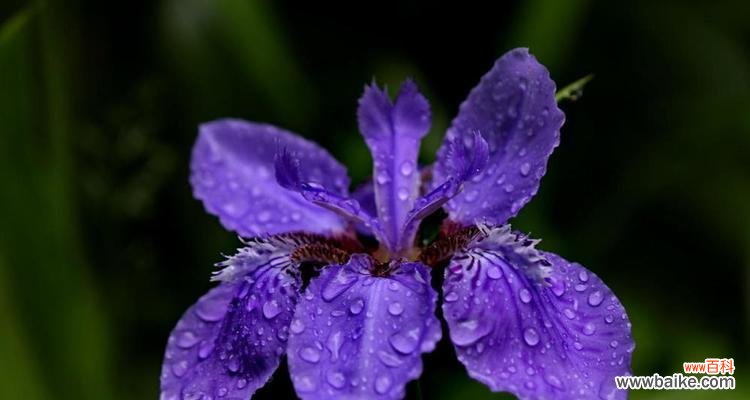 探寻花海中的美丽与情感 我心中最爱的花与花语