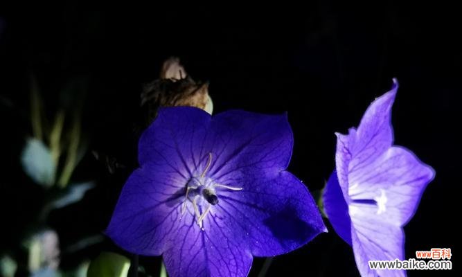 探寻花海中的美丽与情感 我心中最爱的花与花语