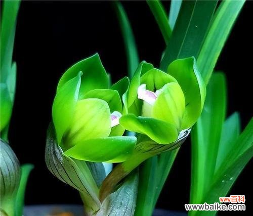 色彩缤纷 探秘兰花之王——蝴蝶兰