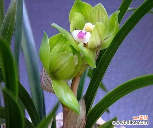 色彩缤纷 探秘兰花之王——蝴蝶兰