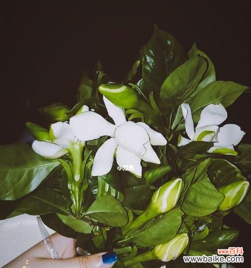 春夏之际 栀子花的开放与象征意义