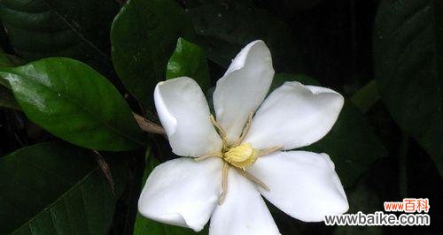 探究栀子花的文化意义和象征作用 栀子花的象征意义