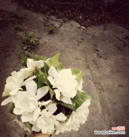 探究栀子花的文化意义和象征作用 栀子花的象征意义