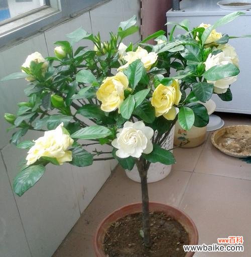 探究栀子花的文化意义和象征作用 栀子花的象征意义