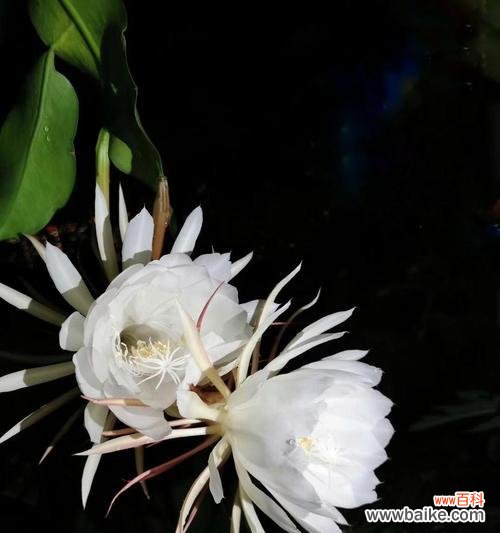 探索昙花开花的意义与启示 昙花开花象征的美丽与坚韧