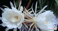 探索昙花开花的意义与启示 昙花开花象征的美丽与坚韧