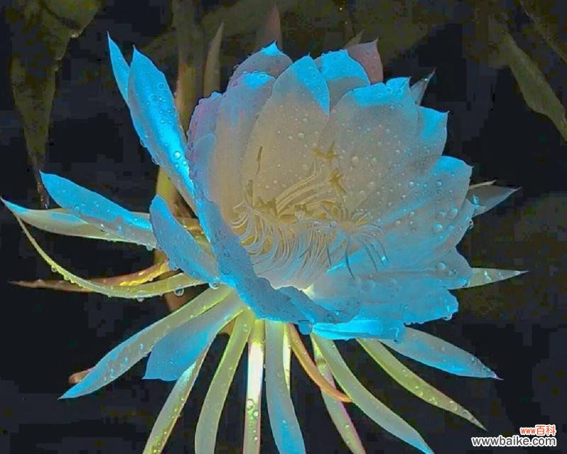 探寻昙花的微妙象征与深远内涵 昙花之美