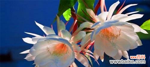 探寻昙花的微妙象征与深远内涵 昙花之美