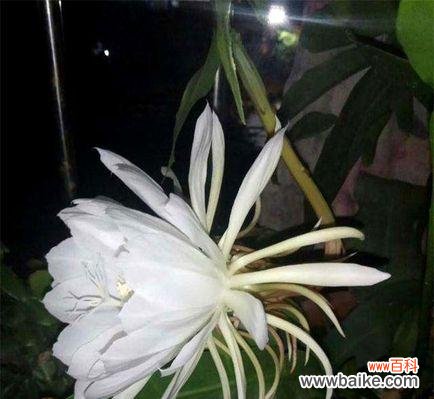 探寻昙花的微妙象征与深远内涵 昙花之美