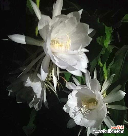 绽放一瞬间 昙花