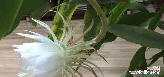 绽放一瞬间 昙花