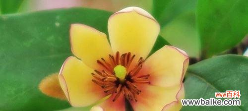 以含笑花语的深层含义及其在社会中的传承与影响 以含笑花语的意义与传承