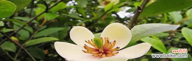 以含笑花语的深层含义及其在社会中的传承与影响 以含笑花语的意义与传承