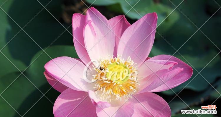 揭秘荷花不开花的原因 荷花不长花的原因及解决办法