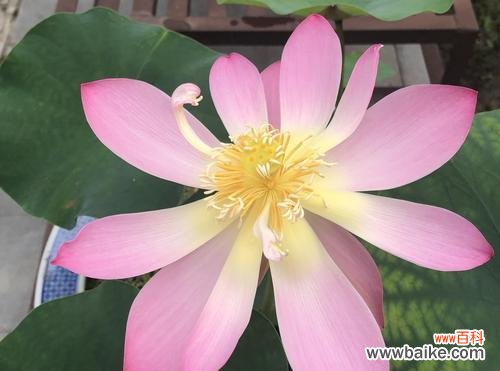 揭秘荷花不开花的原因 荷花不长花的原因及解决办法