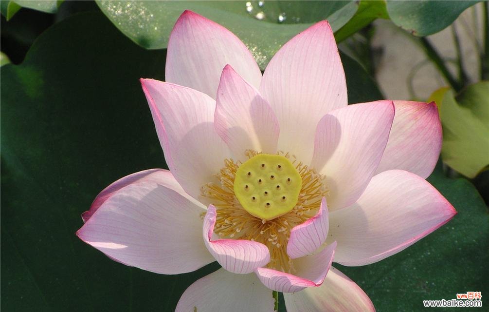 揭示荷花所代表的美丽 荷花的花语与寓意