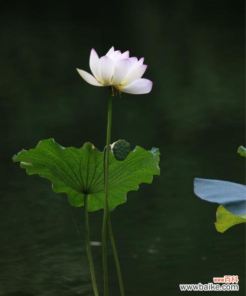 揭示荷花所代表的美丽 荷花的花语与寓意