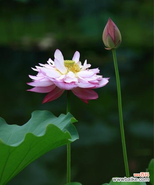 唯美绽放 荷花的花木花语与人生启示