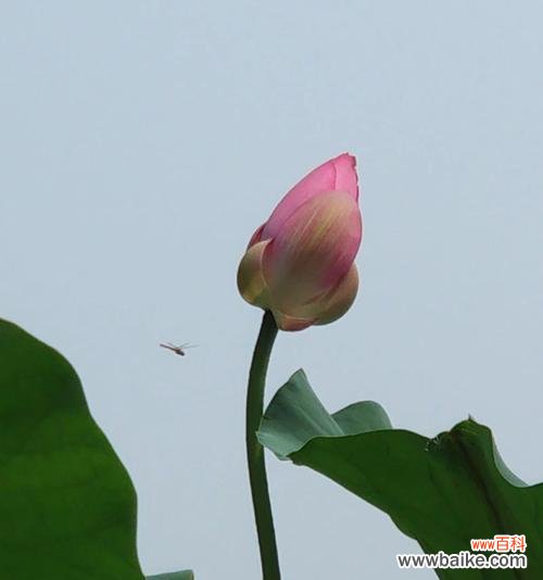 探寻荷花的花语 荷花的花语