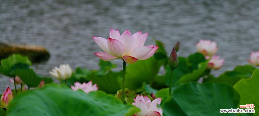 探寻荷花的花语 荷花的花语