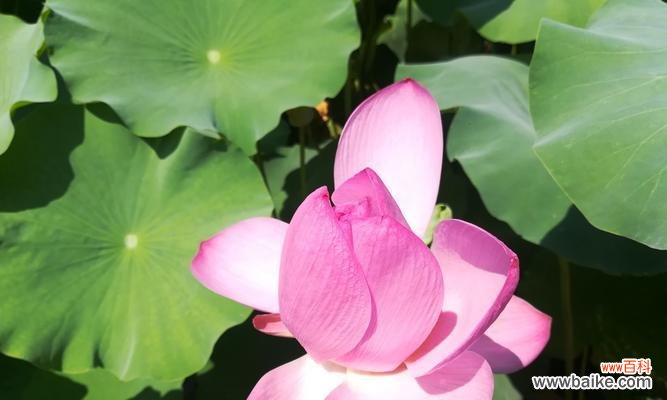 探索荷花花语的深层意义 荷花的花语——寓意与传承