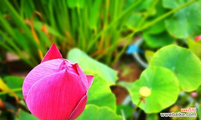 唤醒内心的宁静与纯净 荷花的花语与象征