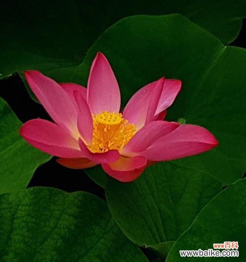 荷花花语的秘密与文化底蕴 荷花花语——寓意深远的花朵之魅力