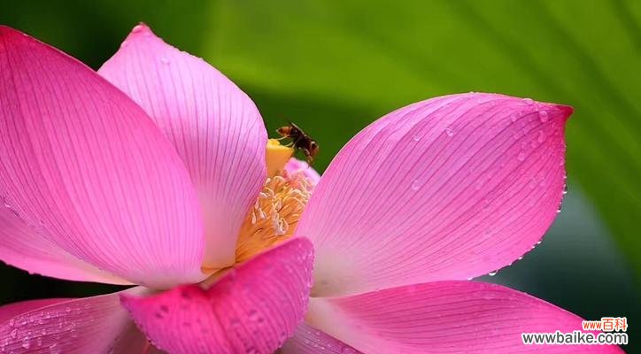 探秘荷花的花语及其象征意义 荷花花语的深意
