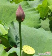 探秘荷花的花语及其象征意义 荷花花语的深意