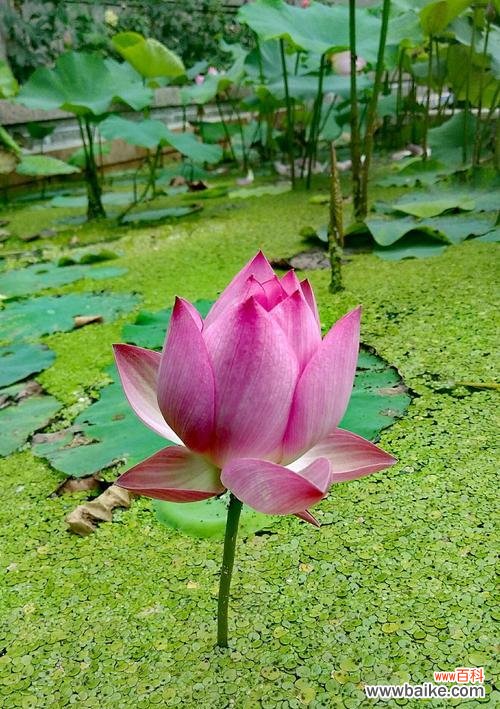 探寻荷花的深层寓意 荷花花语的意义及象征
