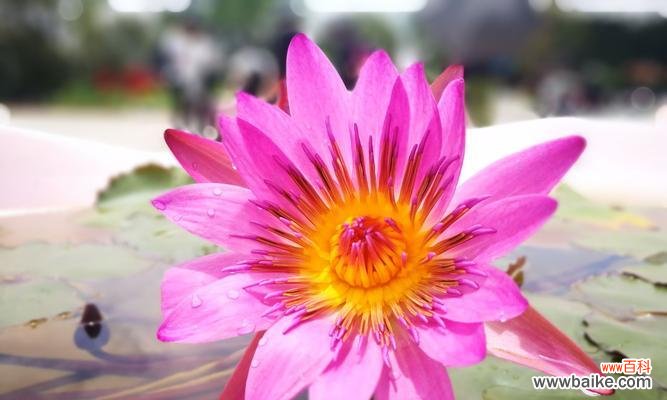 了解荷花的花语及其特点 荷花的花语与资料