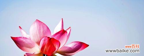 了解荷花的花语及其特点 荷花的花语与资料