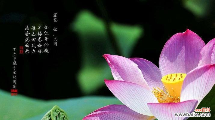 以红色荷花为纽带 红色荷花的花语与意义