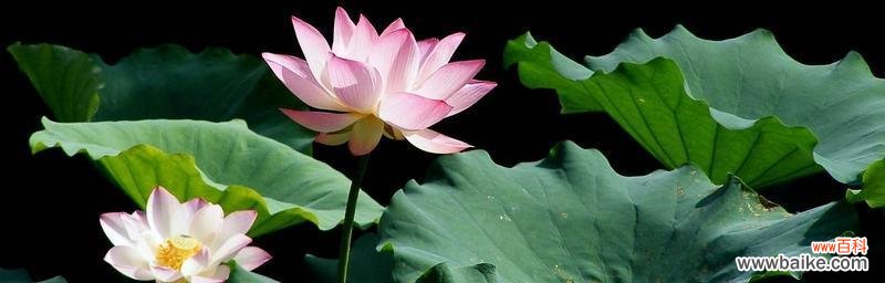 以红色荷花为纽带 红色荷花的花语与意义