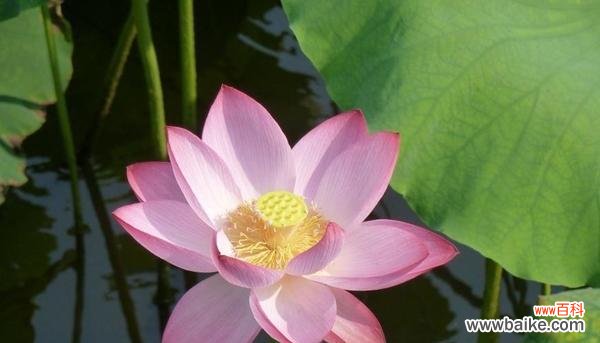 以红色荷花为纽带 红色荷花的花语与意义