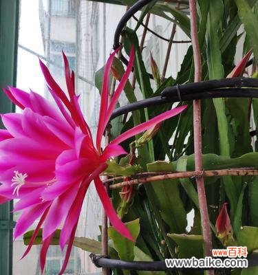 探寻荷花灵剑之美 荷花灵剑