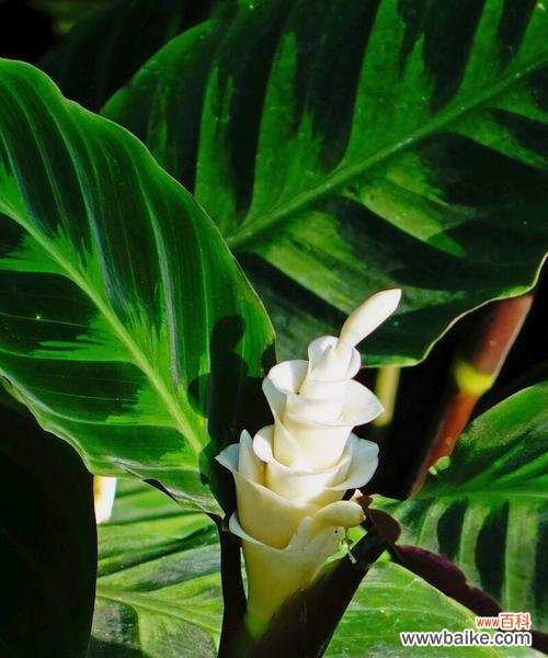 唤醒内心的宁静与力量 荷花竹芋的花语与寓意