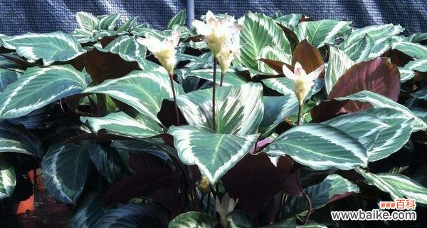 唤醒内心的宁静与力量 荷花竹芋的花语与寓意