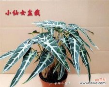 唤醒内心的宁静与力量 荷花竹芋的花语与寓意