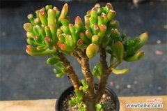 筒叶花月叶子变软的原因及解决方法