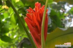 红花蕉的病害及其防治，斑枯病改善环境修剪病叶