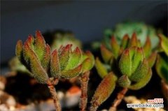 绒针常见病害及防治方法，黑腐病需剪叶通风养护