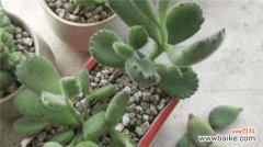 熊童子叶子发黄怎么办